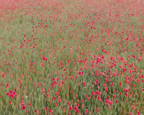 多囊卵巢与盆腔炎症状解析及助孕指导