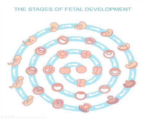 孕期饮食&营试管婴儿具备取卵条件养