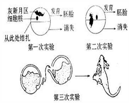 广州供卵试管选男女-广州供卵试管包成功双胞胎【广州专业供卵试管，让每个家庭放心】