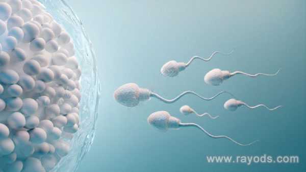 供卵哪家好排名_供卵试管骗局_精索静脉曲张2.3mm会影响男性正常的生育能力吗